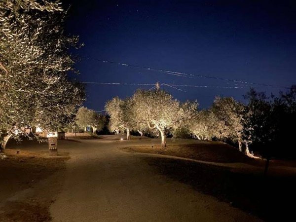 Las Hamacas Eco Camping — Photo 5