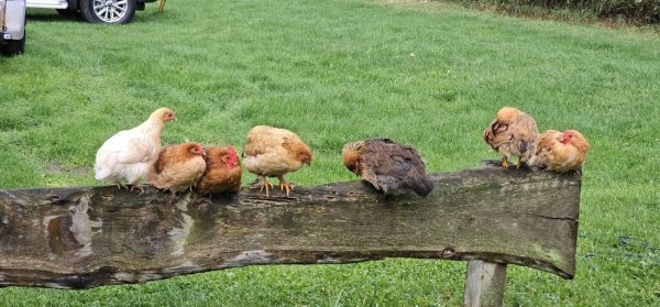 Scheers Hoeve Camperplaatsen