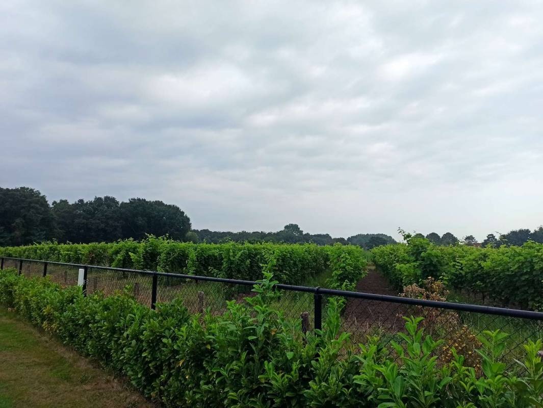 Campeerplats Hoek — Camperplads in Sint-Michielsgestel