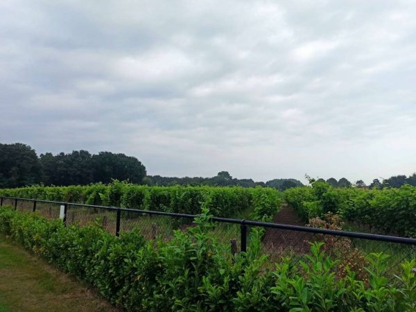 Campeerplats Hoek — Foto 4
