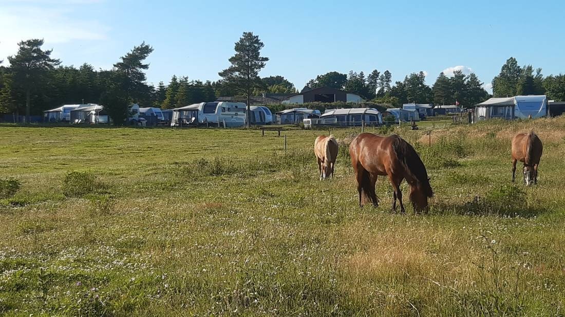 Løgismosestrand Camping **** — Cámping in Haarby