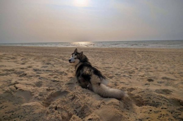 Stellplatz Strandvondst — Photo 3