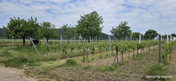 Winzerhof Ernst — Foto 6