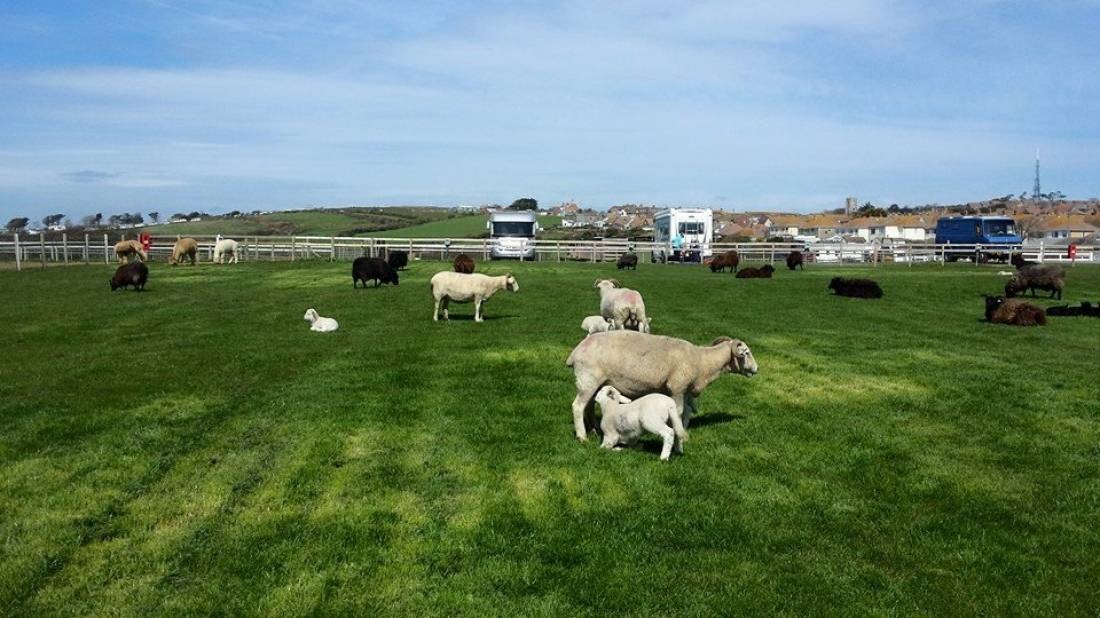 Weymouth Camping and Caravan Park — Campingplats in Weymouth