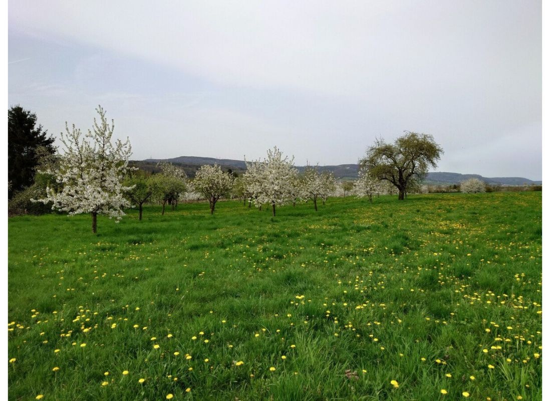 Obstgarten am Fuße des Walberlas — Karavan Sitesi in Wiesenthau