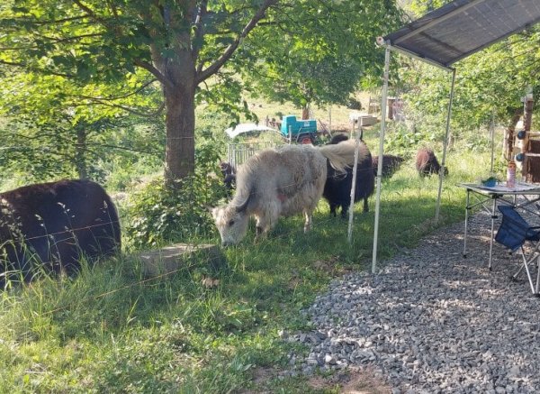 Stellplatz an der Yak-Rinderkoppel