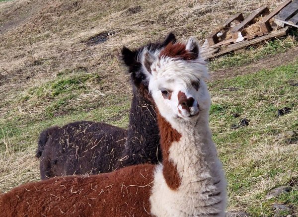 Alpaka Ranch Berge — Photo 2