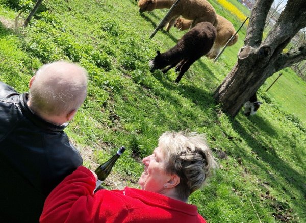 Alpaka Ranch Berge — Photo 3