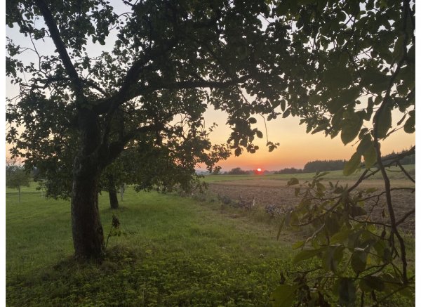 Einzelplatz: Campen unterm Nussbaum — Photo 3