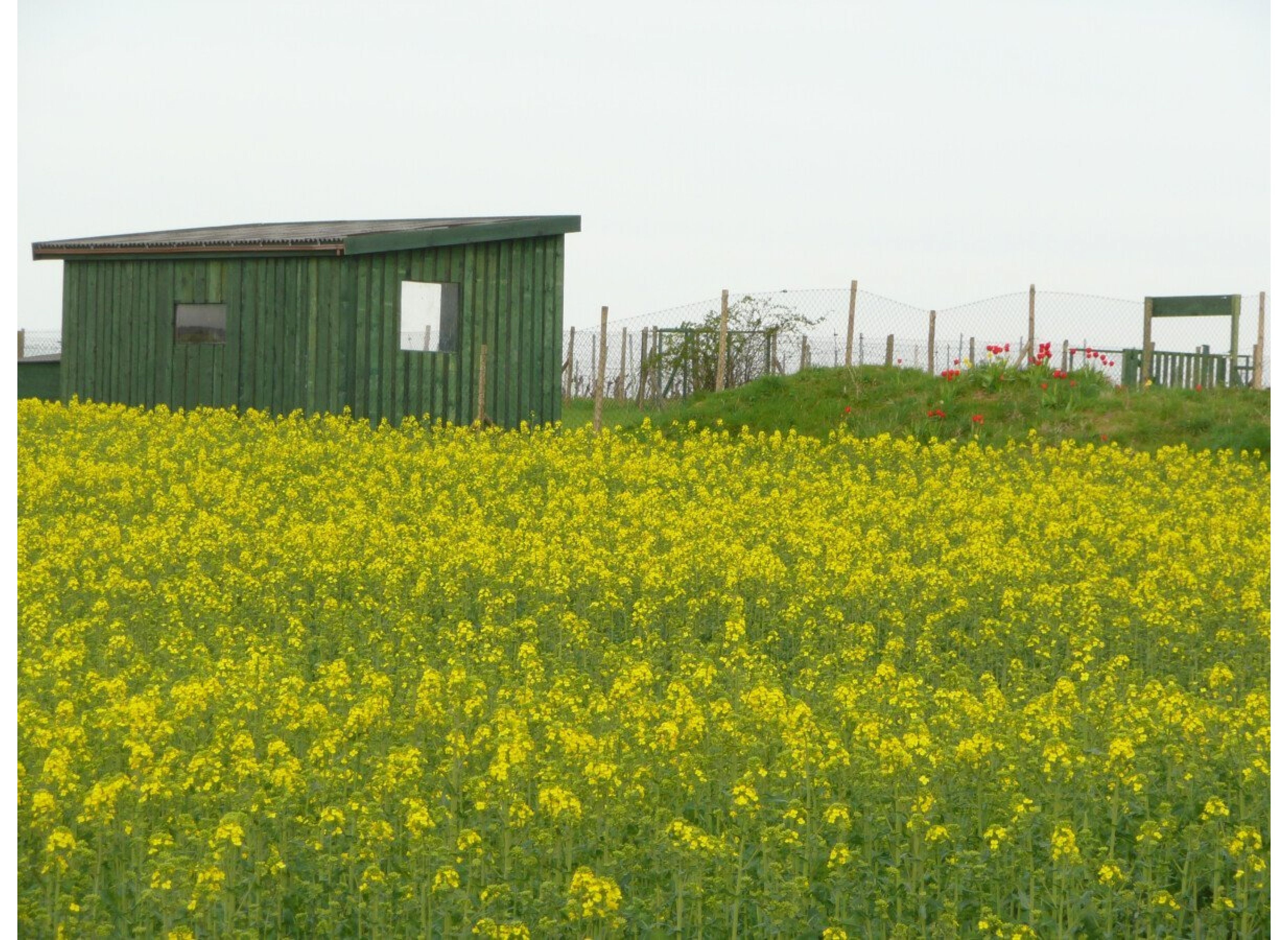 Stellplatz für Camper in idyllischer Lage – Perfekt für Natur- und Hundeliebhaber! — Місце для кемперів in Feilbingert