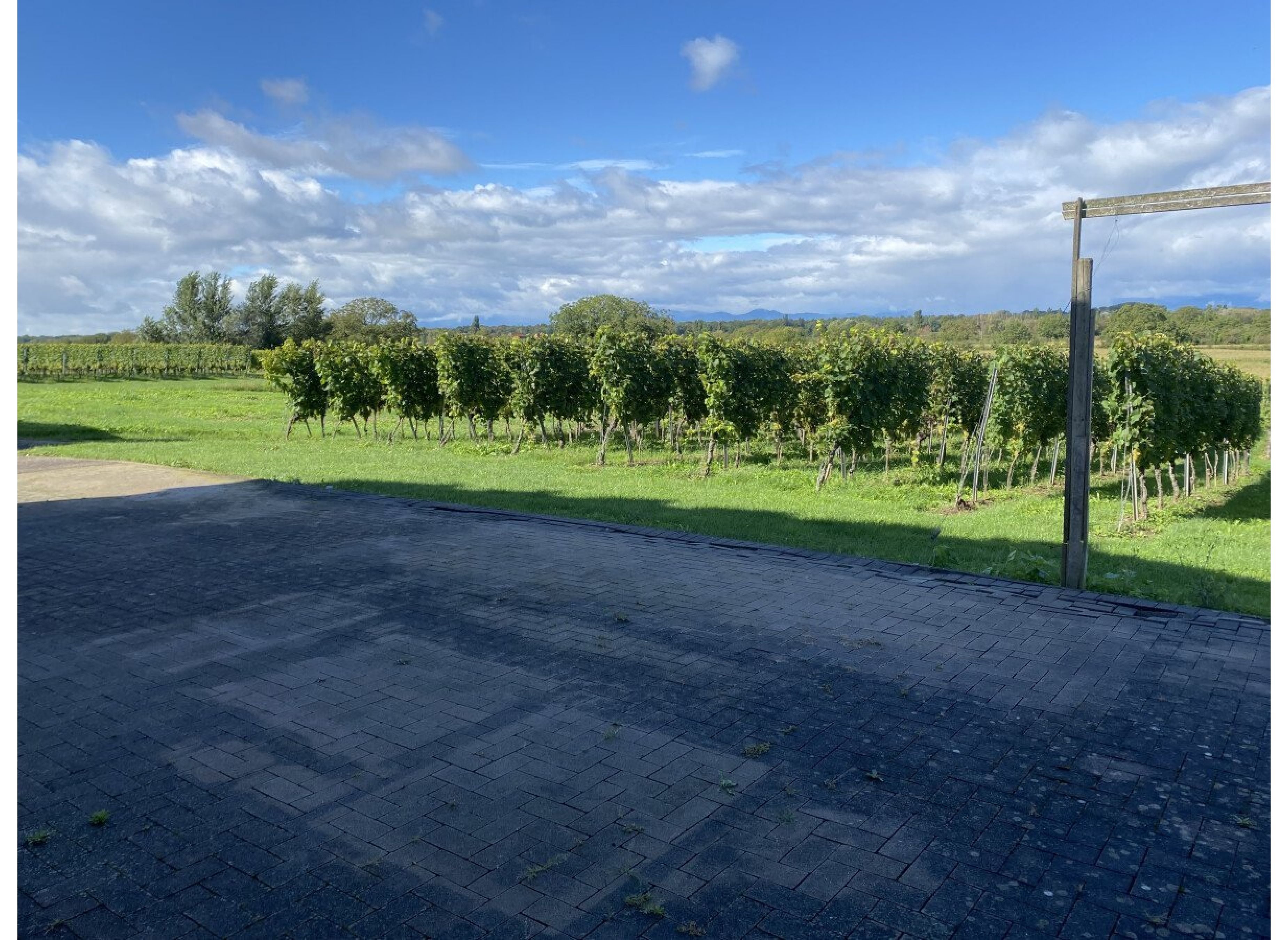 Blick auf die Weinreben — Winery in Vogtsburg im Kaiserstuhl