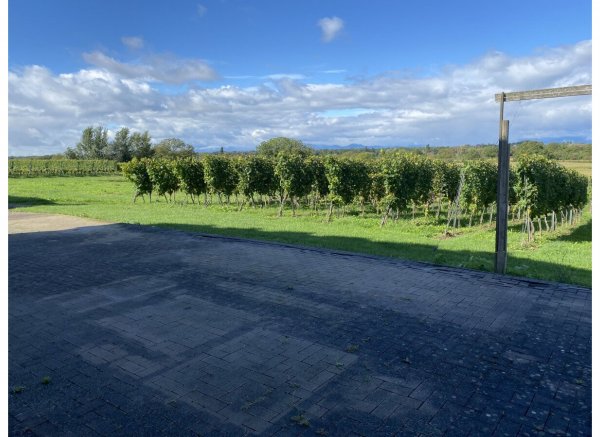 Blick auf die Weinreben