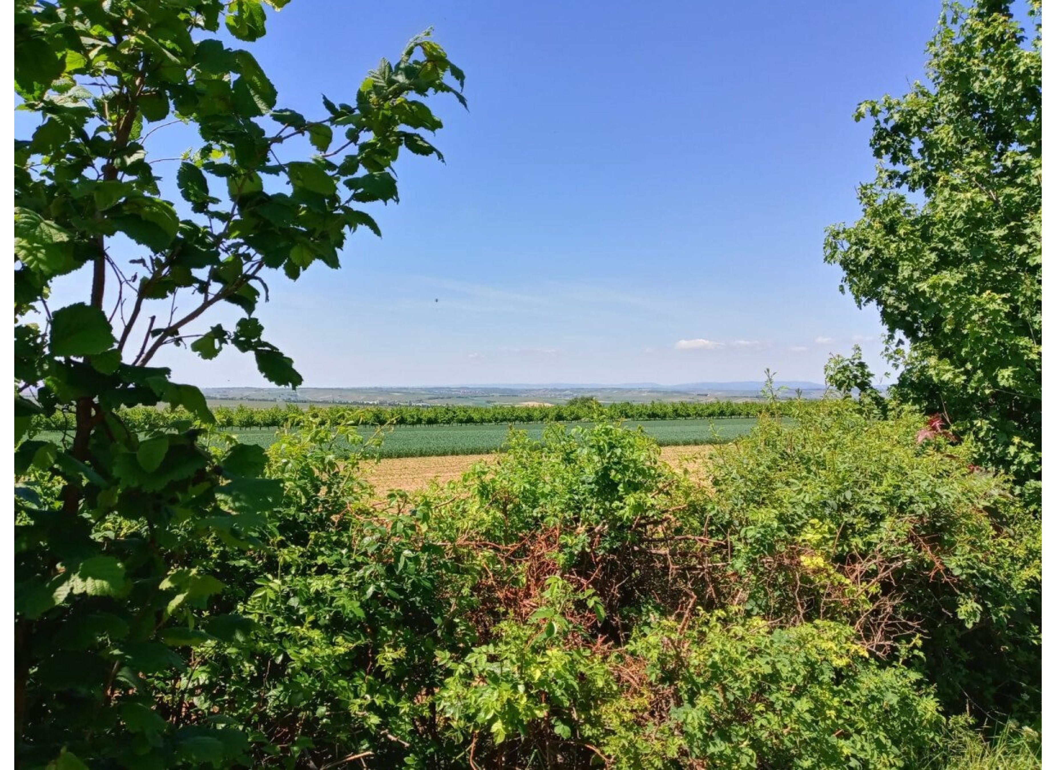 Camping Weingut Keßler — Winery in Zornheim