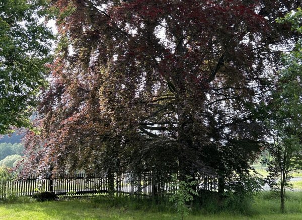 Idylle & Natur am Wachhügel — Photo 3