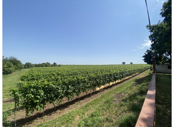 Auszeit auf Weingut mit Blick in die Weinberge — Photo 3