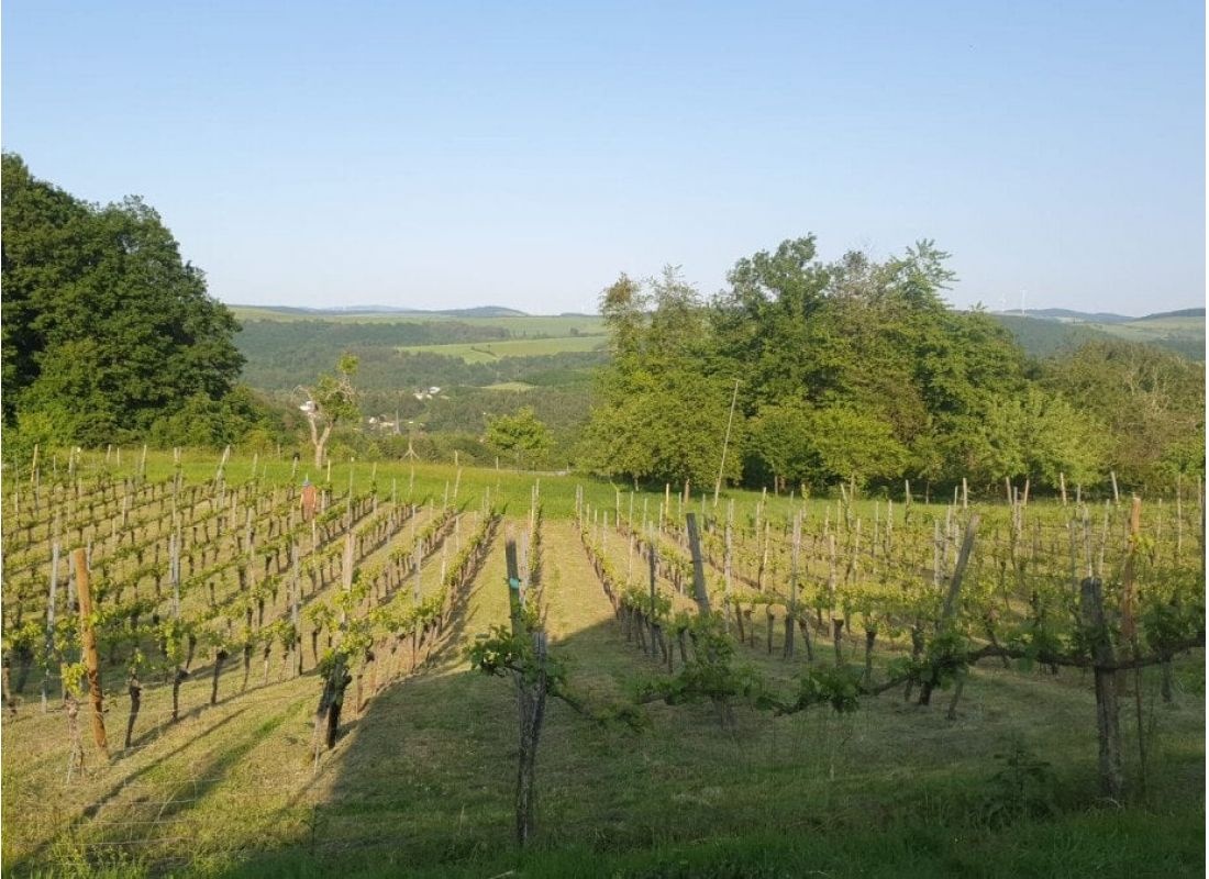 Weinberg im Offenbacher Klostergarten des Pfälzer Berglands — Campervan Site in Offenbach-Hundheim