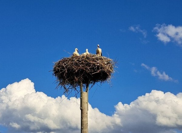 Storchenruhe am Stadtrand — Photo 2