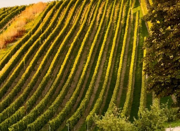 Mediterraner Stellplatz direkt beim Winzer mit Blick auf den Petersberg — Photo 2