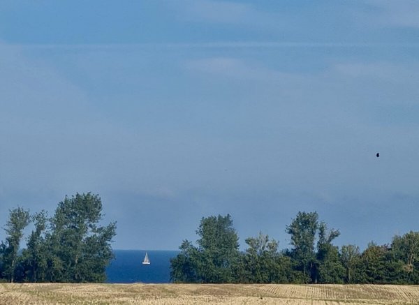 Wildpflanzenwiese Nähe Ostsee