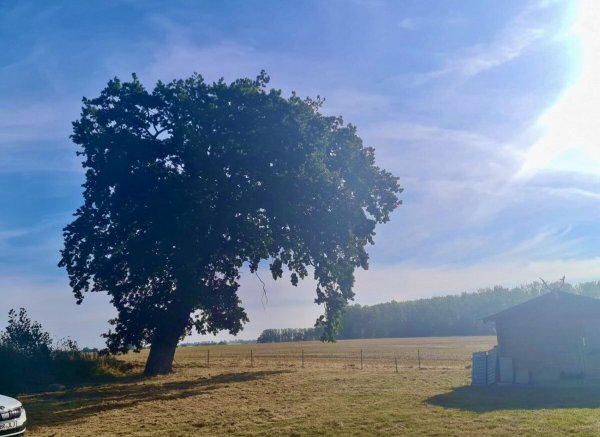 Wildpflanzenwiese Nähe Ostsee — Photo 2