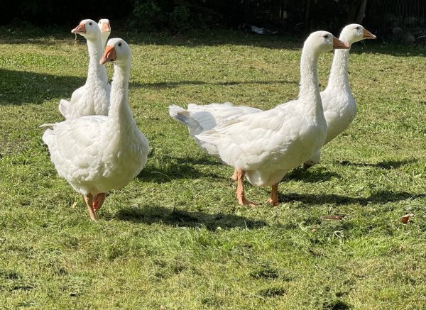 Entspannen am alten  Zollhaus — Photo 3