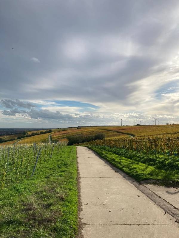 Weingut am Honigberg — Weingut in Ludwigshöhe