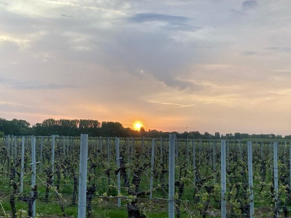 Weingut Spiegel — Photo 3