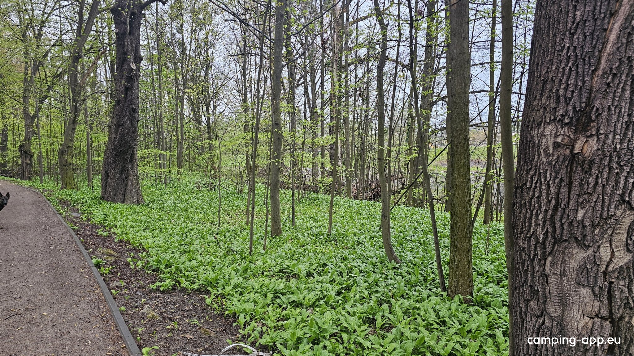 Camping Pod Czarnymi Bocianem — Campingplats in Cieszyn