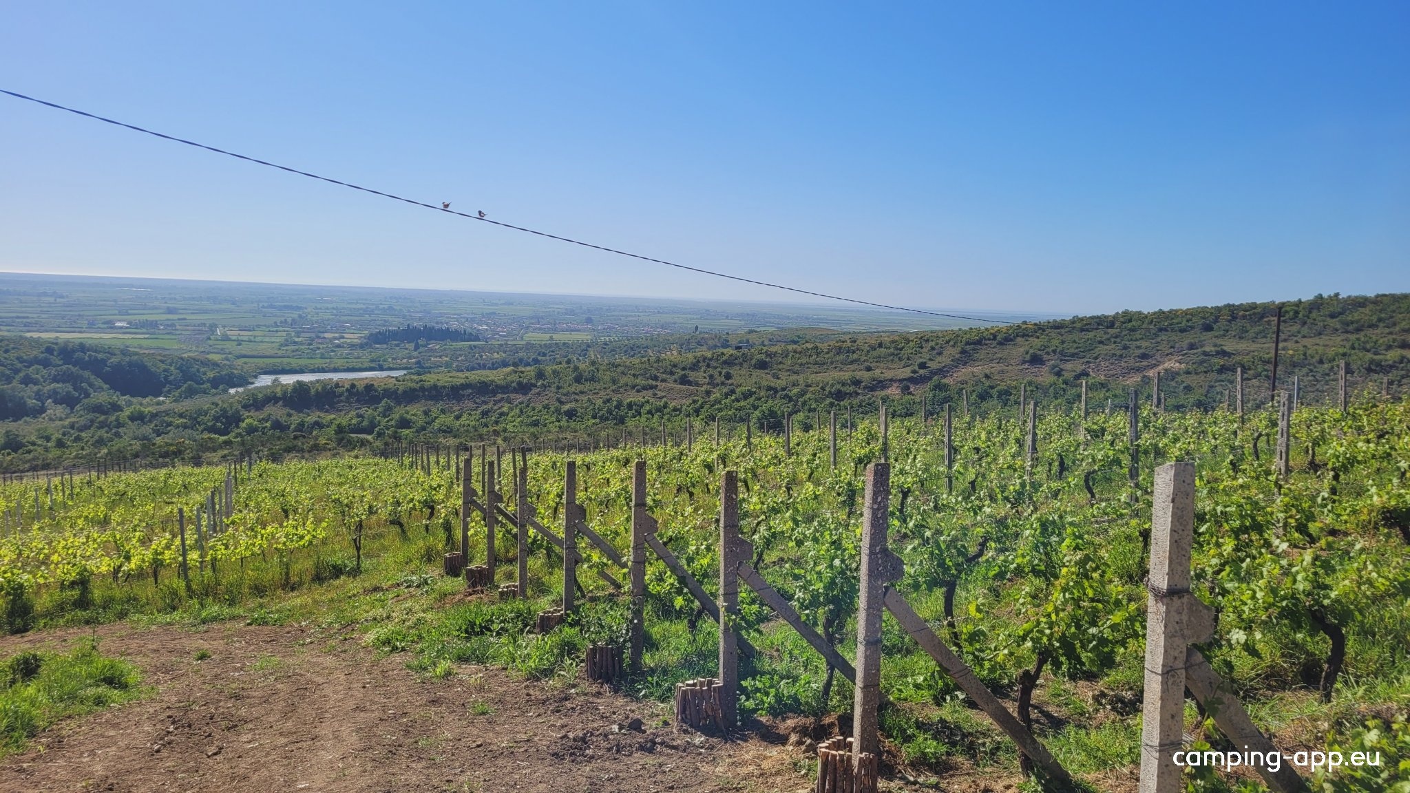 Albanica Vineyard — Winery in Fier