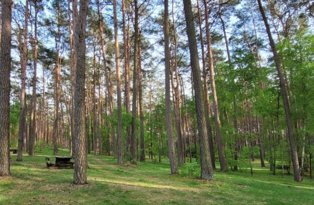 Pole biwakowe Wedromierz — Sítio de acampamento in Borowy Mlyn