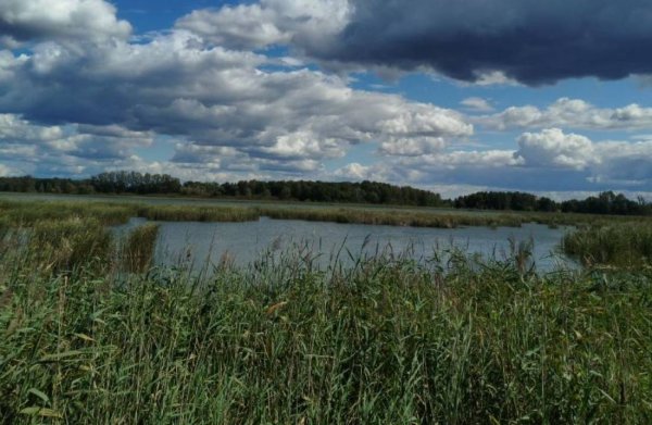 Pole Namiotowe "Wyderka"