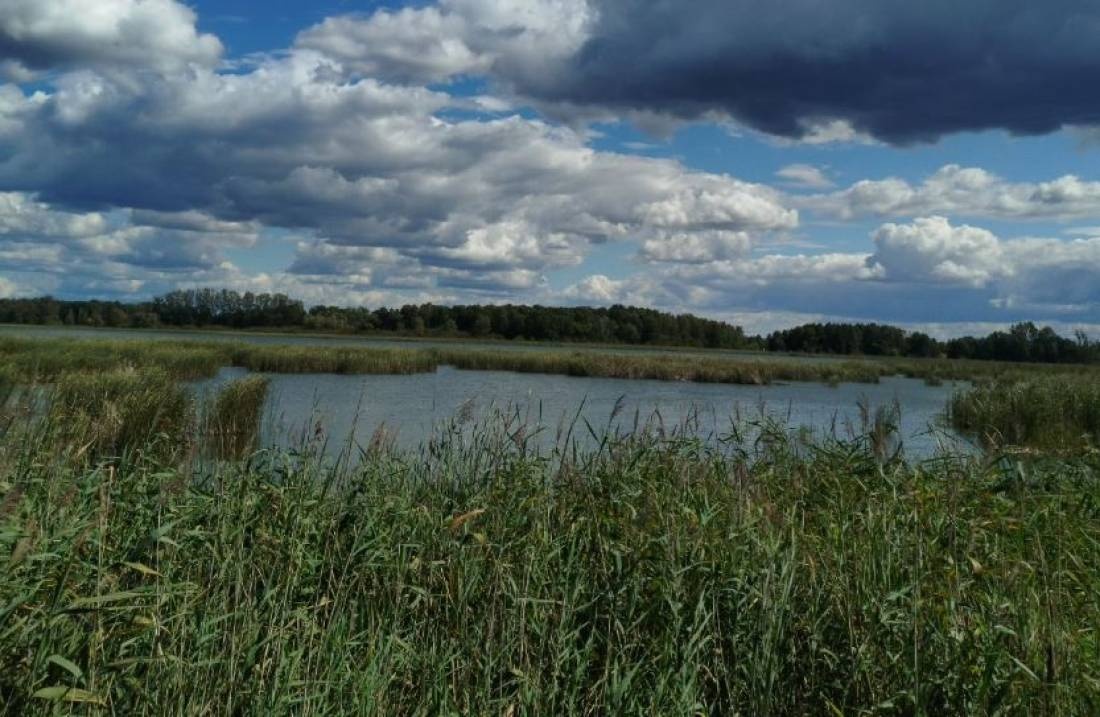Pole Namiotowe "Wyderka" — Camping in Orzechów-Kolonia