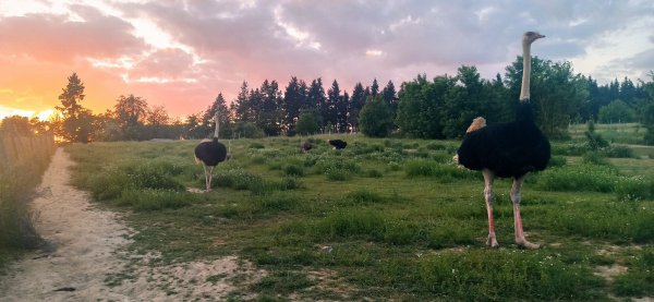 Straußenfarm Weyer — Photo 4