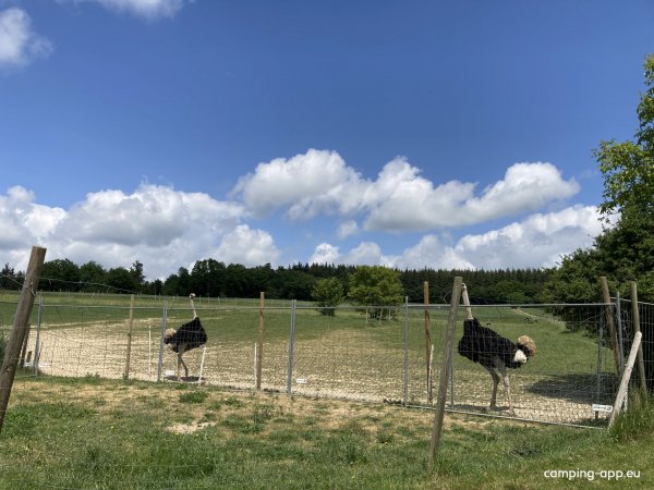 Stellplatz 2 Straußenfarm — Photo 4