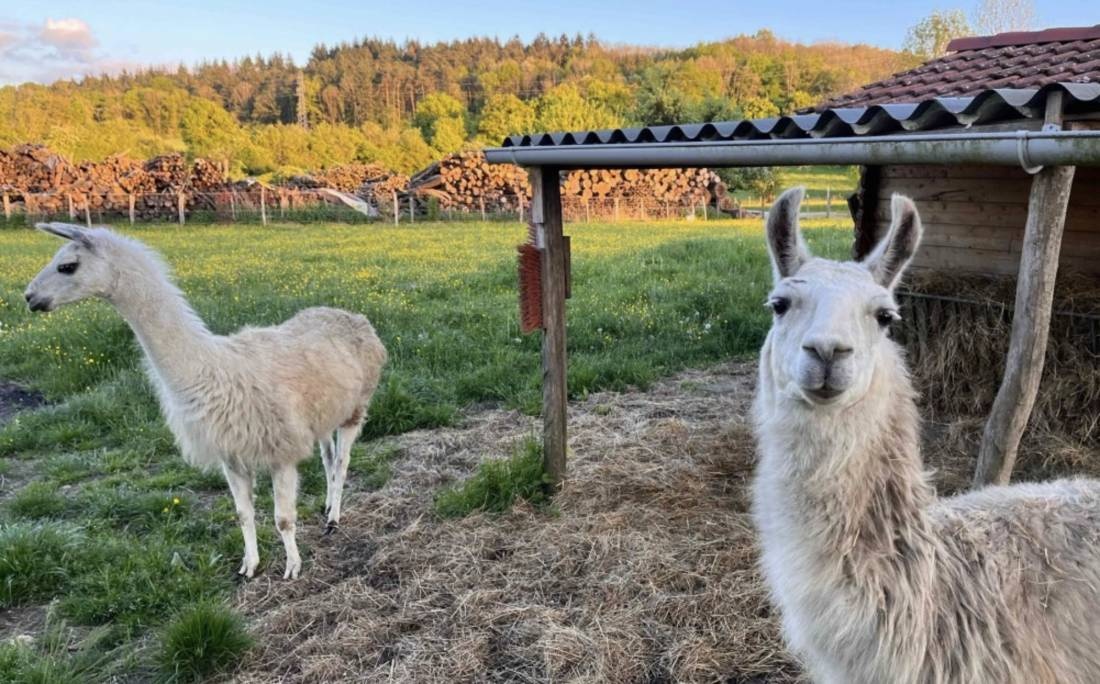 Domaine des Lamas de Sénissiat — Campervan Site in Revonnas