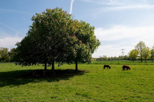 Minicamping Dieker's Hof