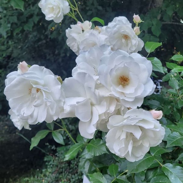 Camping Coin de ciel — Foto 4