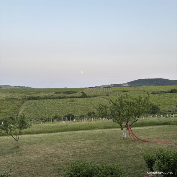 Elite Wine Weingut — Photo 2