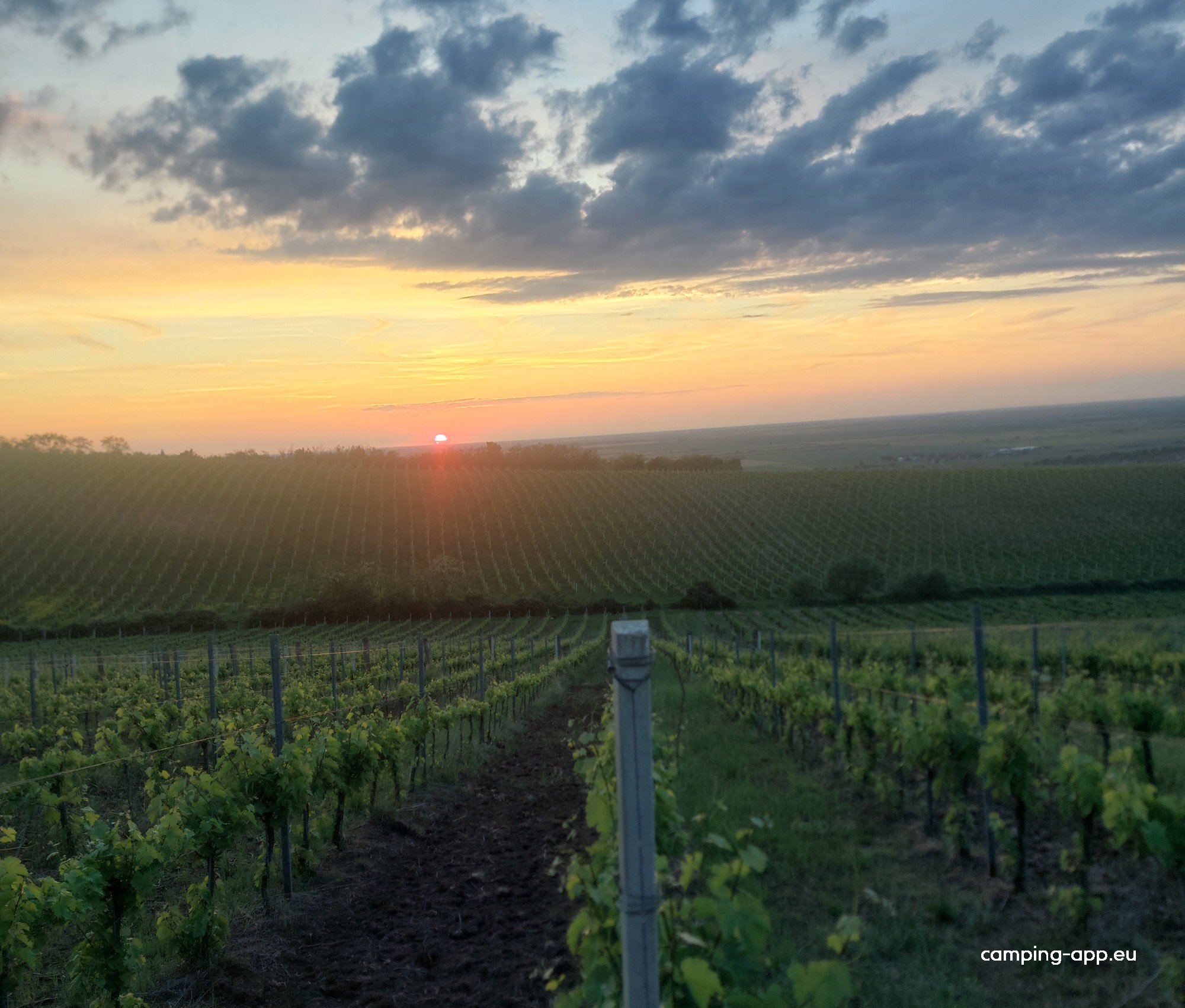 Elite Wine Weingut — Foto 3