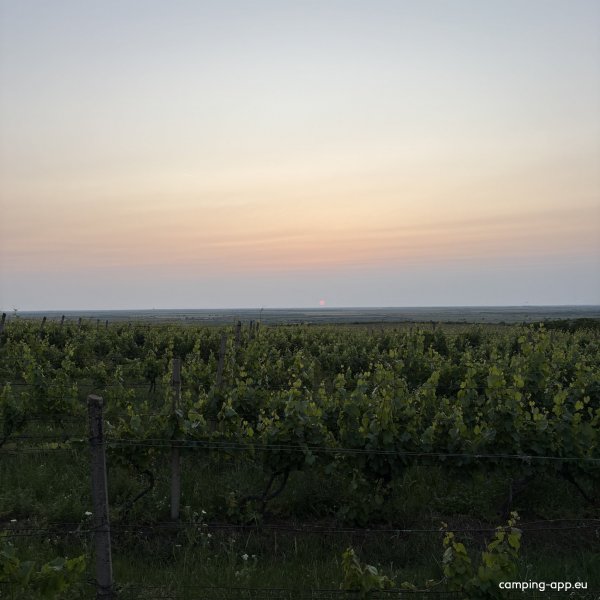 Elite Wine Weingut — Photo 4