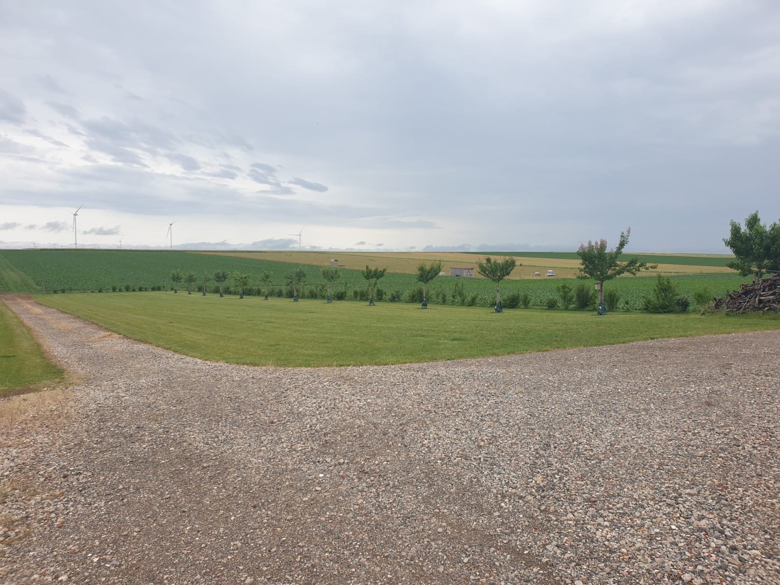 Weingut Schmahl — Weingut in Ilbesheim