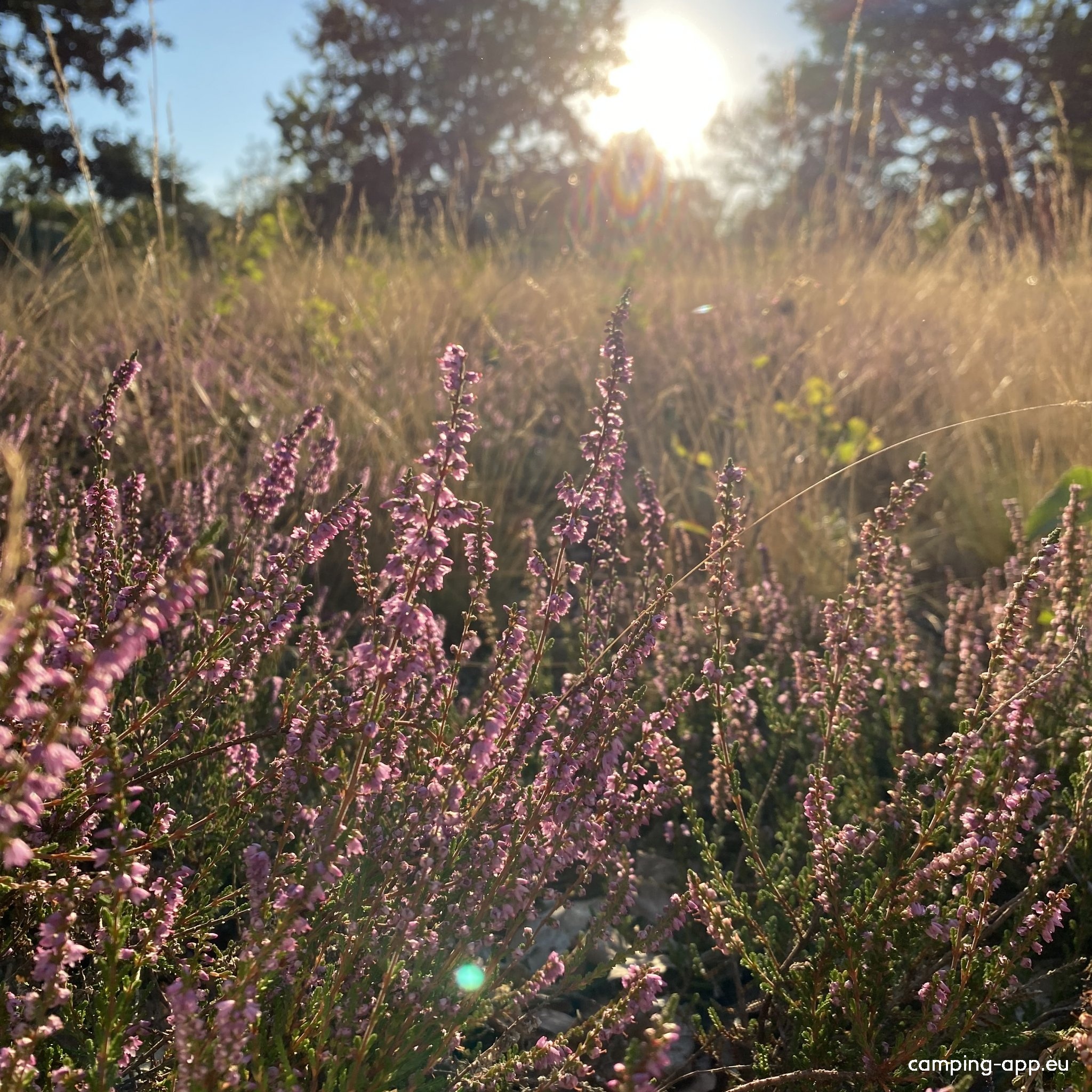 Stellplatz am Birkensee — Bobilplass in Schneverdingen