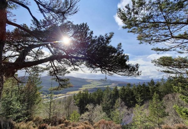 Donview Forest Car Park