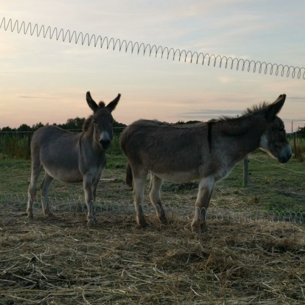 Camping Stal ‘t Bardehof — Photo 6