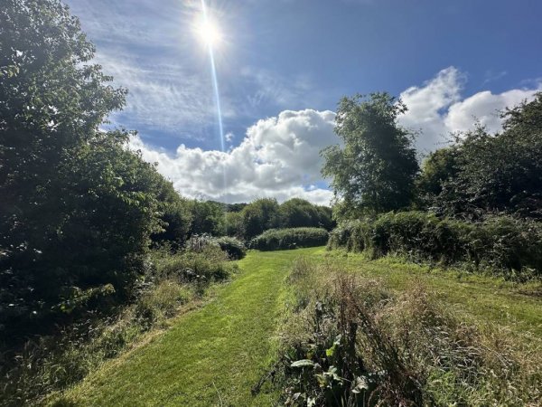 Trellyn Woodland Camping
