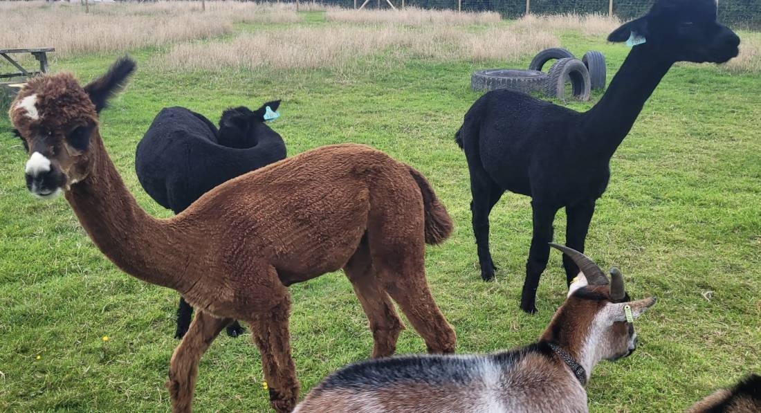 Grass Roots Caravan Glamping & Alpaca Trekking — Camping in Milford Haven