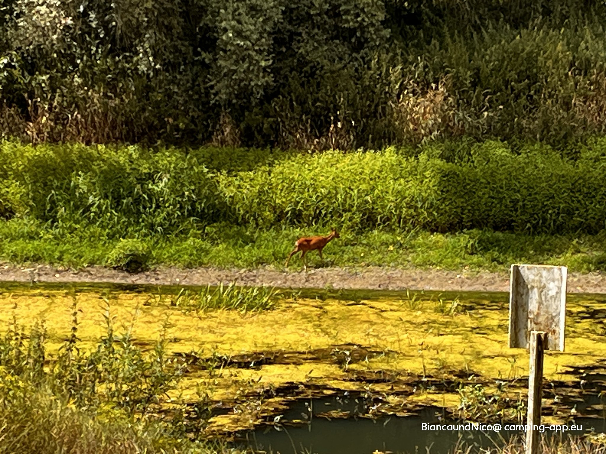 Campingplatz Pfeffer — Foto 2