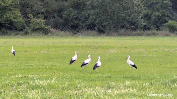 Stellplatz Eltershausen — Photo 2