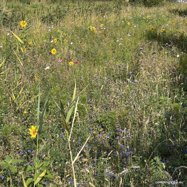 Landgoedcamping Hoeve Batenburg — Photo 3