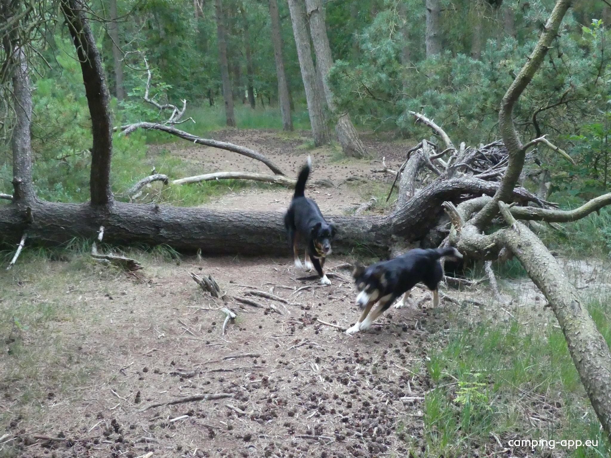 Hundeskoven Vråby (Hundewald) — Öffentlicher Parkplatz in Rømø
